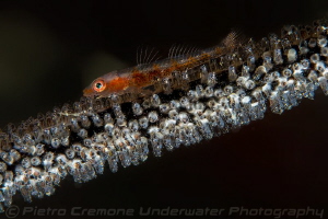 Triplefin goby on whip coral by Pietro Cremone 
